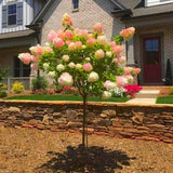 Градинска хортензия Tree Type Vanille Fraise, с розово-кремави цветя
