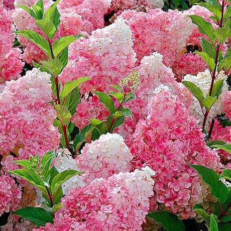 Градинска хортензия Tree Type Vanille Fraise, с розово-кремави цветя
