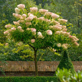 Градинска хортензия Tree Type Vanille Fraise, с розово-кремави цветя