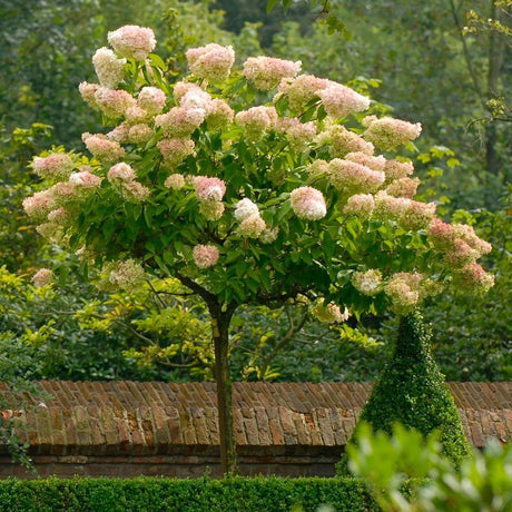 Градинска хортензия Tree Type Vanille Fraise, с розово-кремави цветя