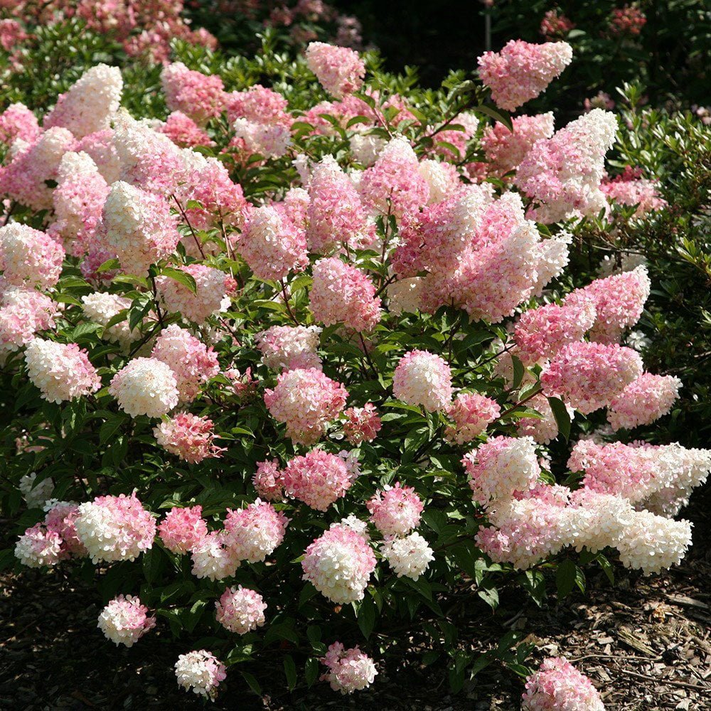 Градинска хортензия Tree Type Vanille Fraise, с розово-кремави цветя