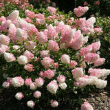 Градинска хортензия Tree Type Vanille Fraise, с розово-кремави цветя