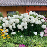 Hortensia de gradina Annabelle, cu flori albe