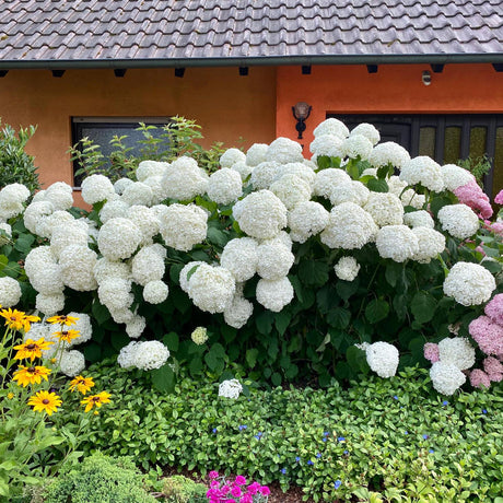 Hortensia de gradina Annabelle, cu flori albe