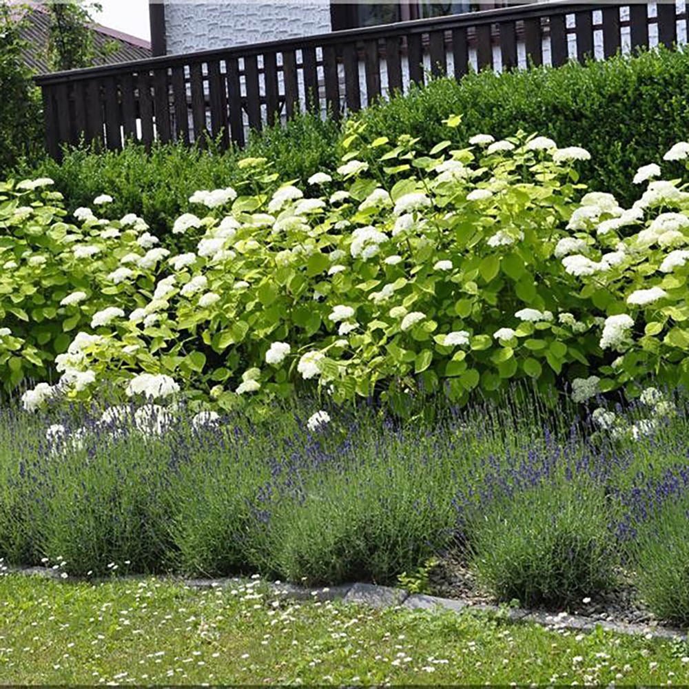Hortensia de gradina Annabelle, cu flori albe