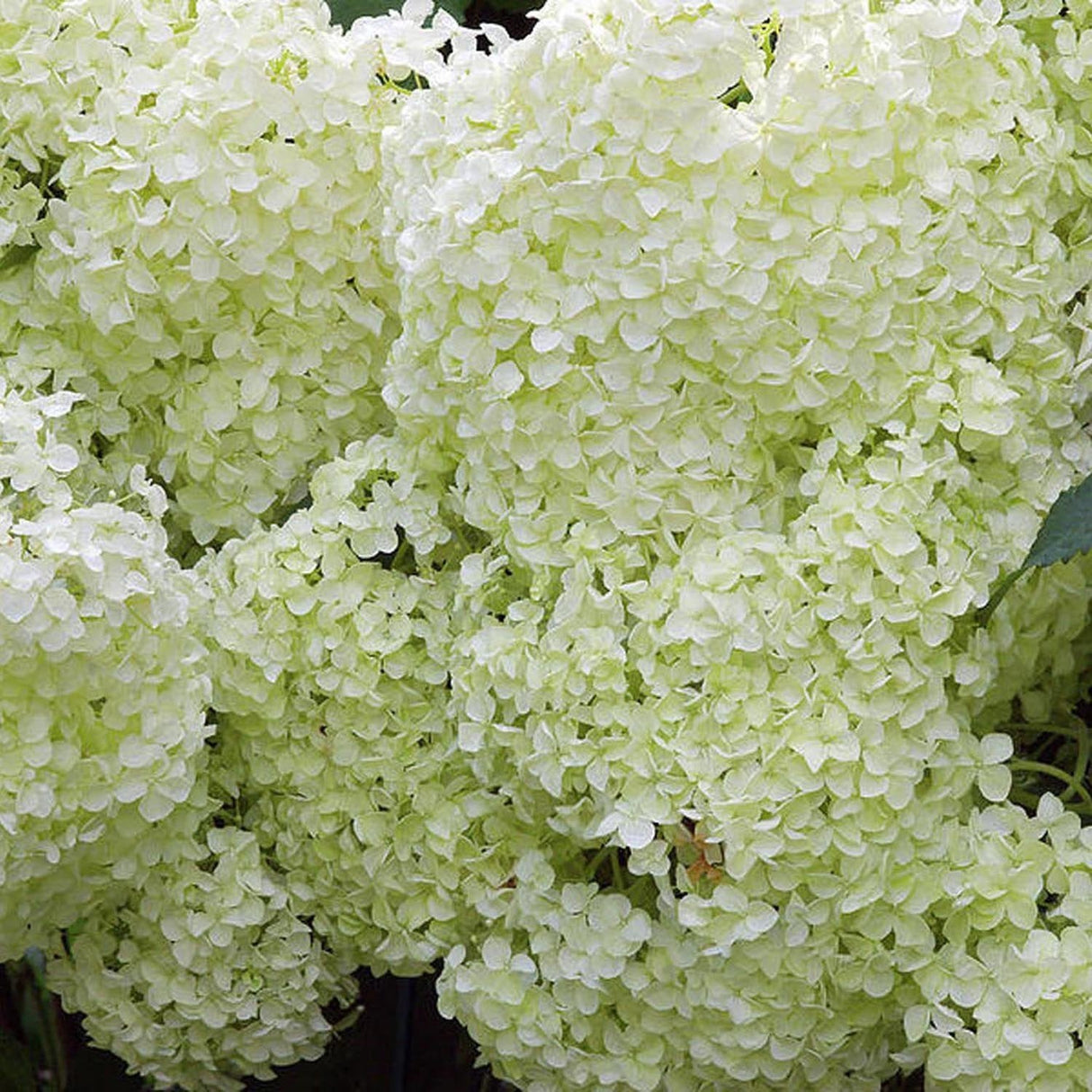 Hortensia de gradina Annabelle, cu flori albe