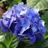 Hortensia Bloom Star Albastru