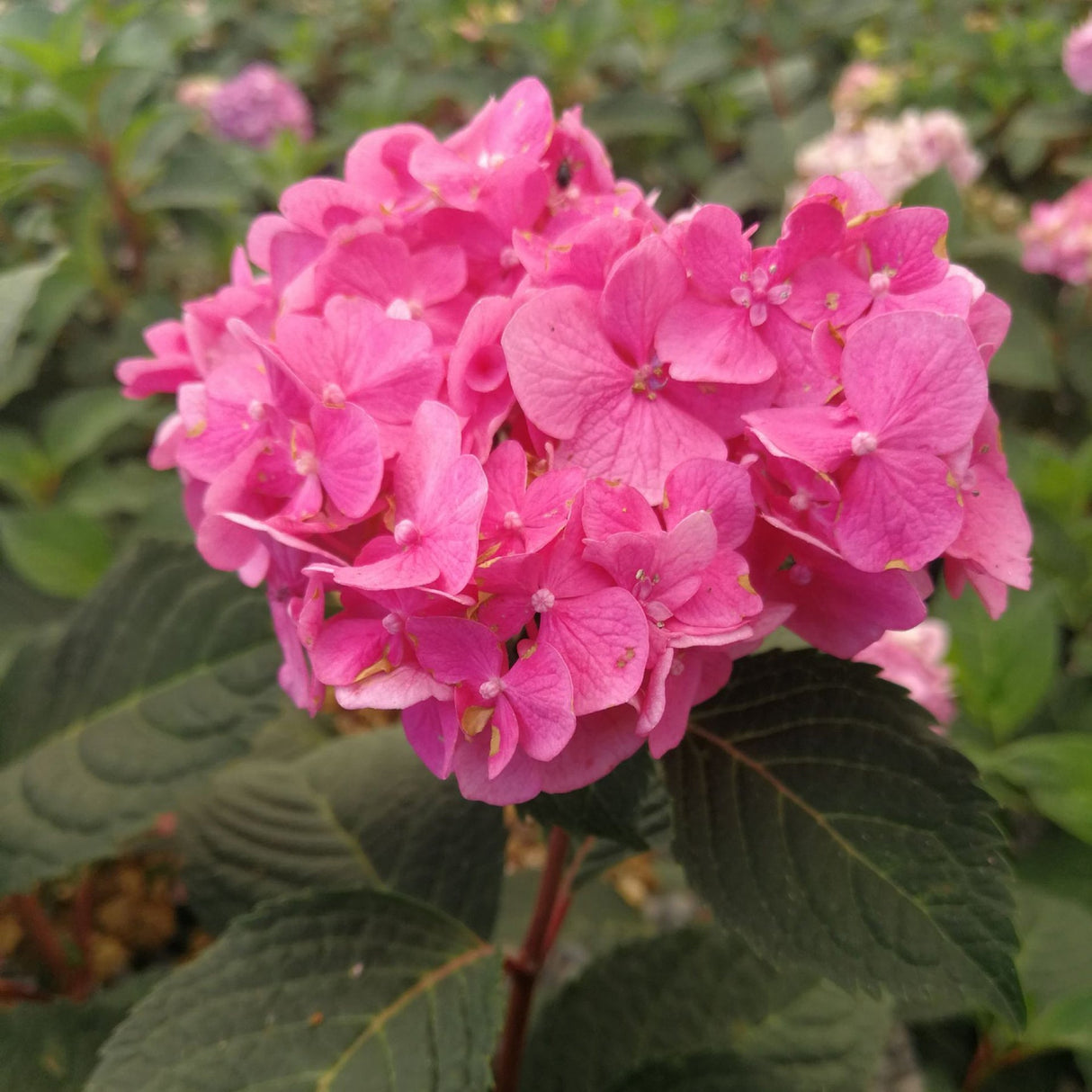 Hortensia Bloom Star Roz