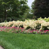 Hortensia de gradina Bobo, cu flori albe