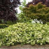 Hortensia Cataratoare alba (Petiolaris)