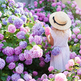Hortensia de gradina Adria, cu flori albastre-violet
