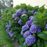 Hortensia de gradina Adria, cu flori albastre-violet