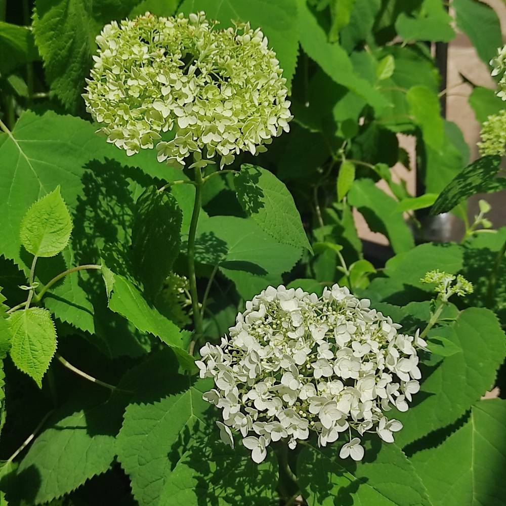 Hortensia de gradina Annabelle, cu flori albe - VERDENA - 25 - 30 cm inaltime, ghiveci de 3 l