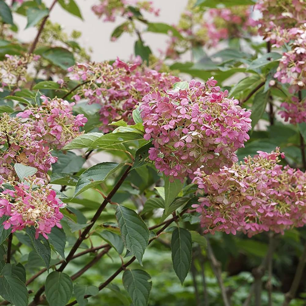 Hortensie de Gradina Tip Copac Early Sensation, cu flori roz-burgundiu