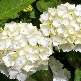 Hortensia de gradina, cu flori albe - VERDENA-35 cm inaltime, livrat in ghiveci de 3 l