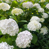 Hortensia de gradina, cu flori albe - VERDENA-35 cm inaltime, livrat in ghiveci de 3 l