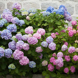 Hortensia de Gardina Hamburg, с розови, сини и лилави цветя