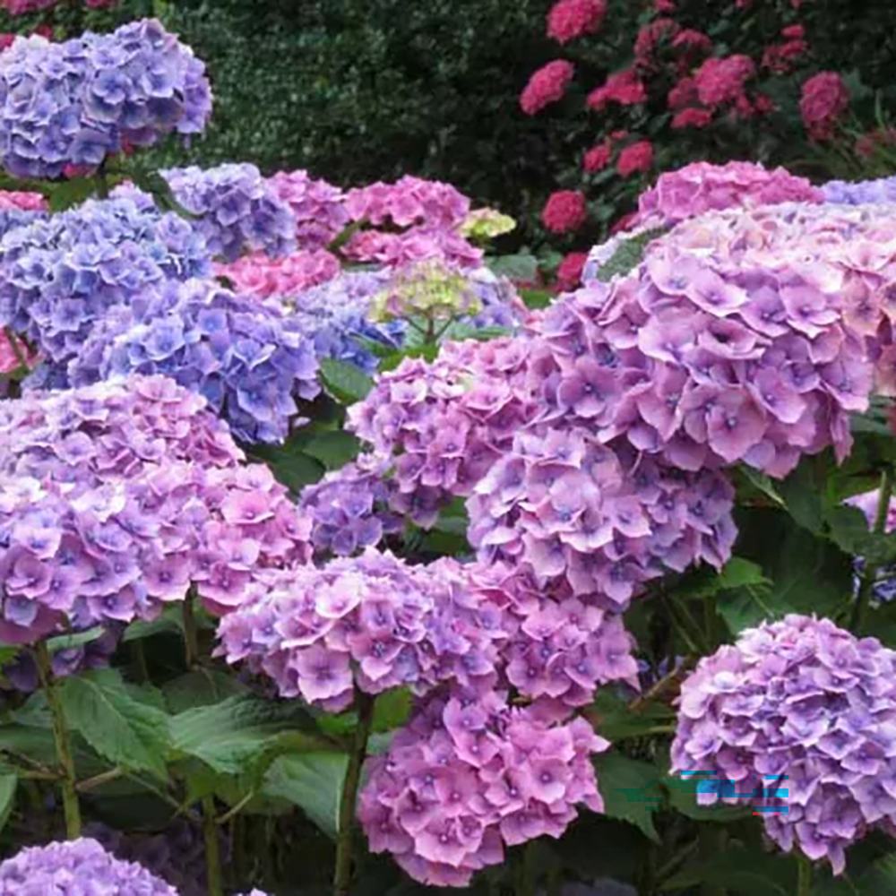 Hortensia de Gardina Hamburg, с розови, сини и лилави цветя