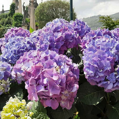 Hortensia de Gardina Hamburg, с розови, сини и лилави цветя
