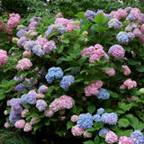 Hortensia de Gardina Hamburg, с розови, сини и лилави цветя