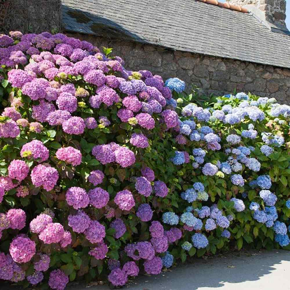 Hortensia de Gardina Hamburg, с розови, сини и лилави цветя