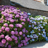 Hortensia de Gardina Hamburg, с розови, сини и лилави цветя