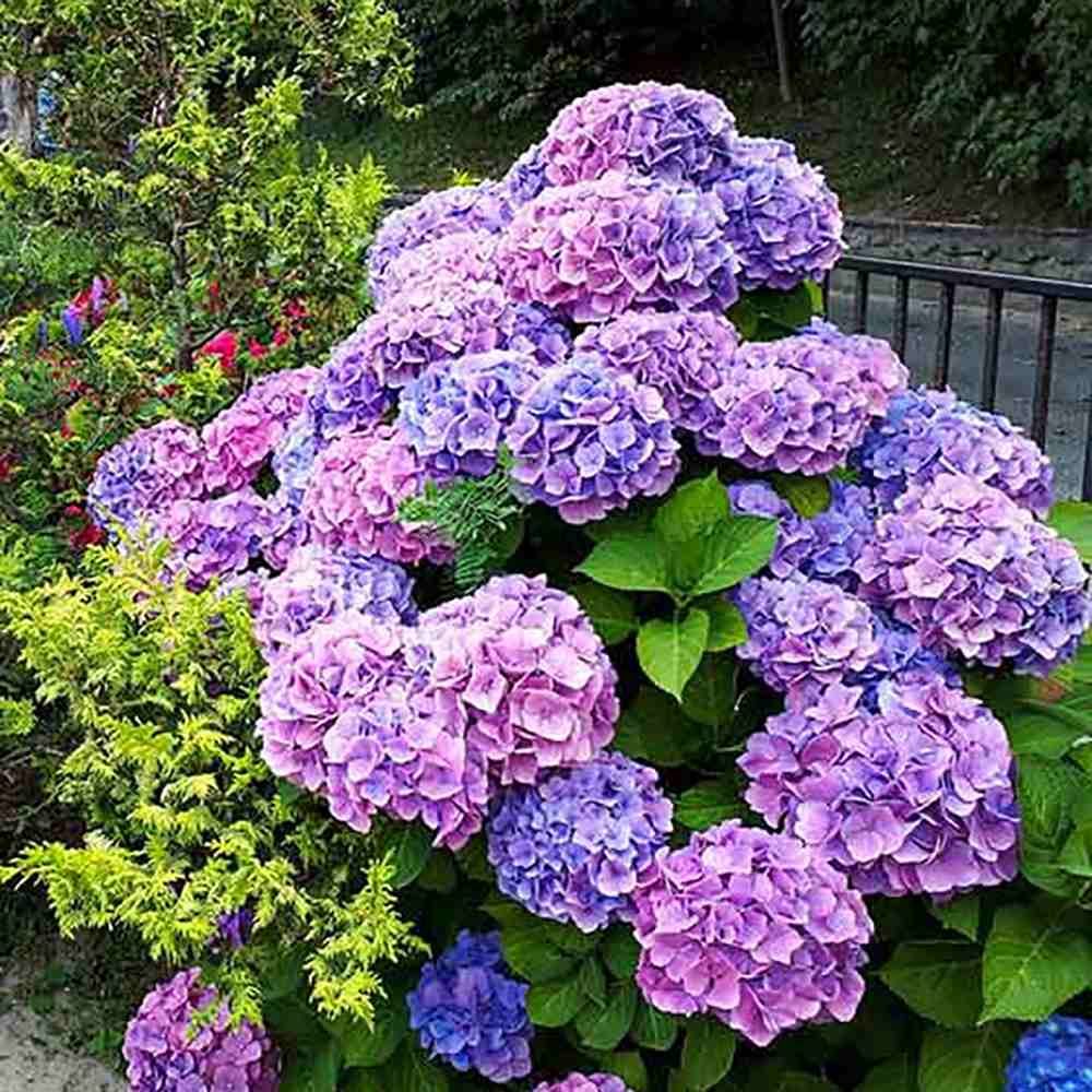 Hortensia de Gardina Hamburg, с розови, сини и лилави цветя