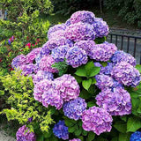 Hortensia de Gardina Hamburg, с розови, сини и лилави цветя