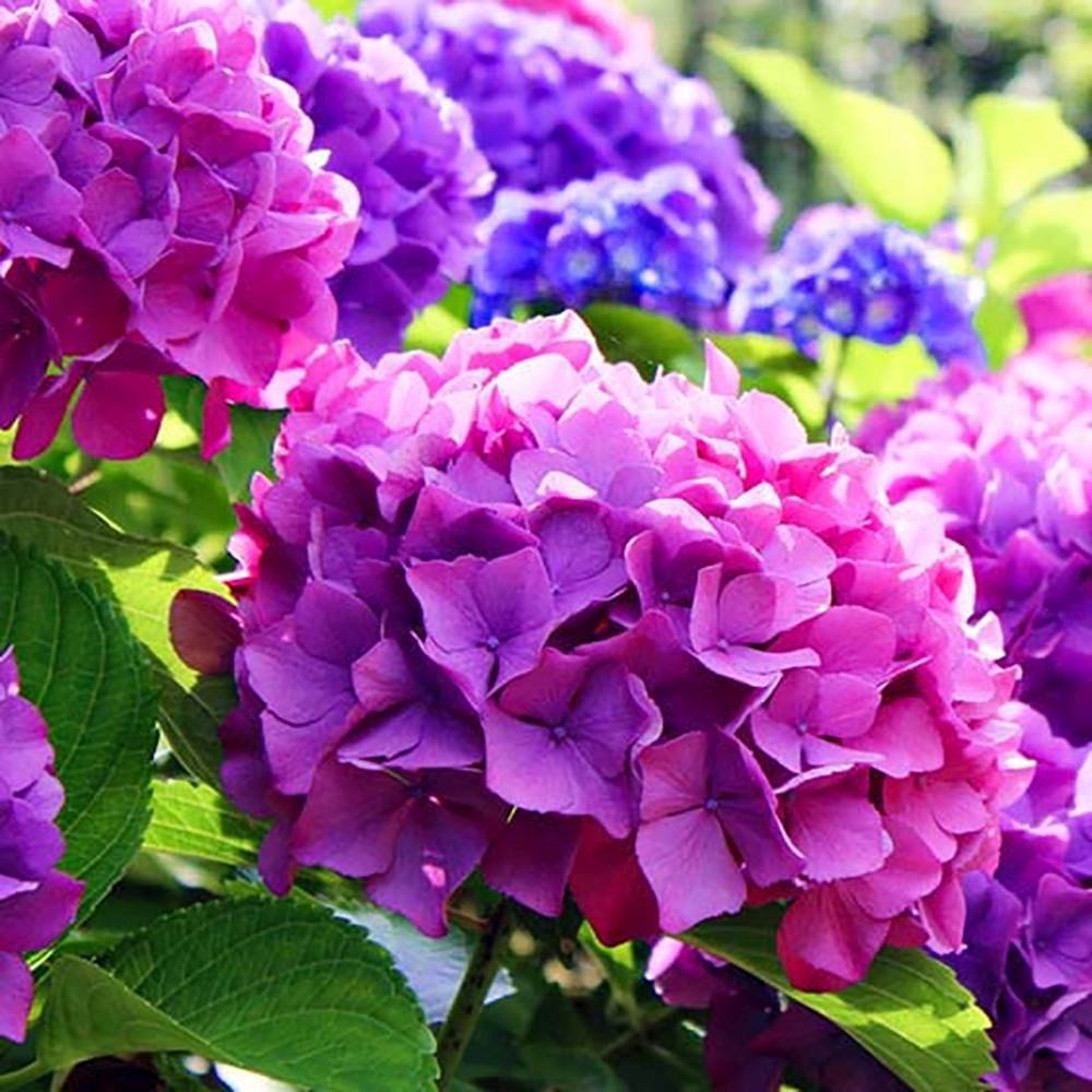 Hortensia de Gardina Hamburg, с розови, сини и лилави цветя