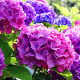 Hortensia de Gardina Hamburg, с розови, сини и лилави цветя