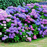 Hortensia de Gardina Hamburg, с розови, сини и лилави цветя