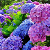 Hortensia de Gardina Hamburg, с розови, сини и лилави цветя