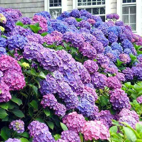 Hortensia de Gardina Hamburg, с розови, сини и лилави цветя