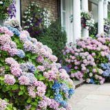 Hortensia de Gardina Hamburg, с розови, сини и лилави цветя