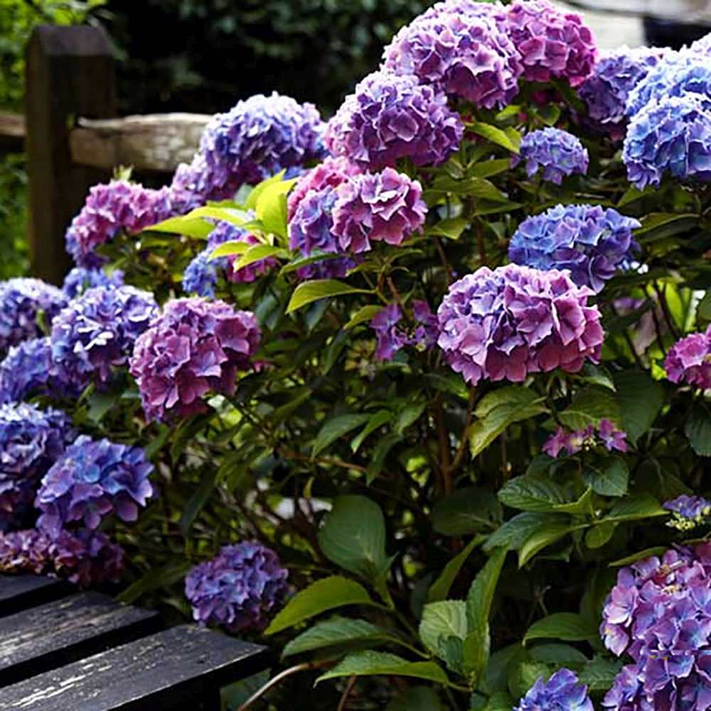Hortensia de Gardina Hamburg, с розови, сини и лилави цветя