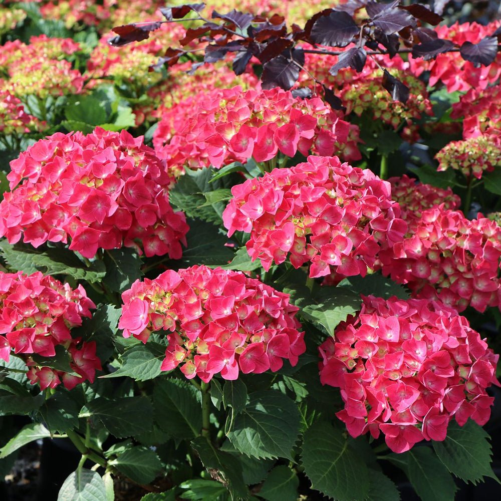 Hortensia de gradina Leuchtfeuer, cu flori rosii - VERDENA-50-60 cm inaltime, livrat in ghiveci de 10 l