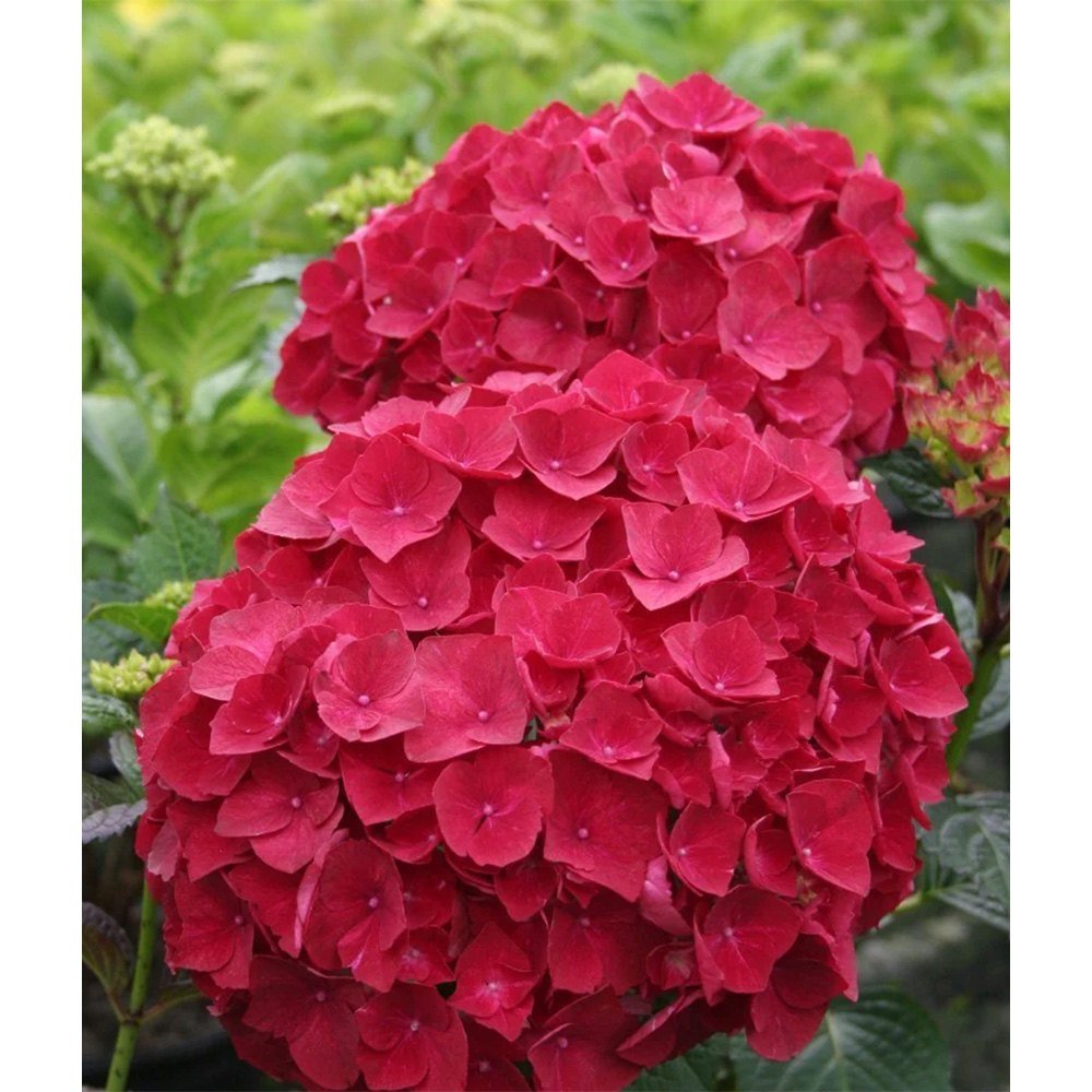 Hortensia de gradina, cu flori rosii