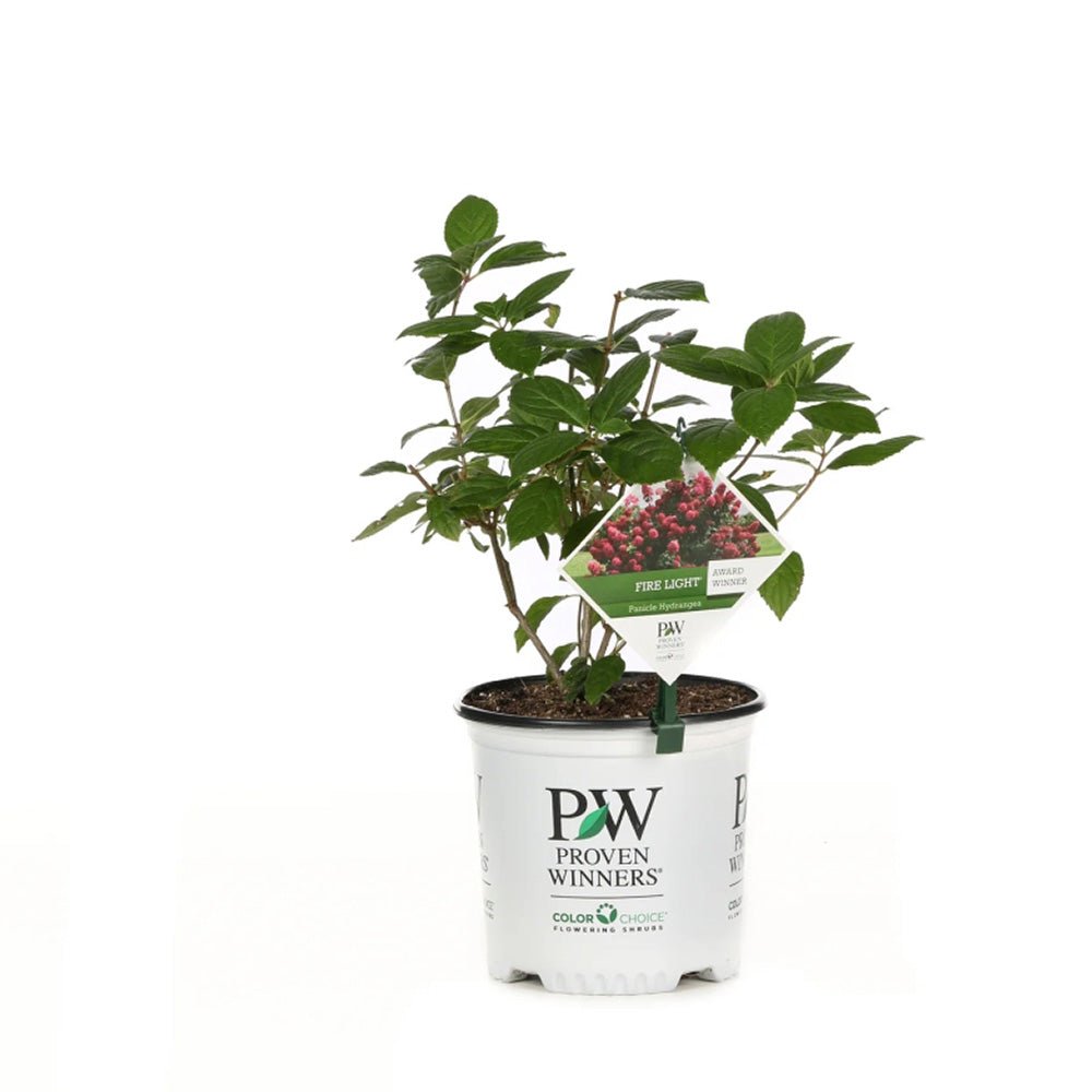Hortensia de gradina Magical Fire, cu flori rosii-roz