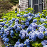 Hortensia de gradina Mathilde Gutgers, cu flori albastre-violet - VERDENA-livrat in ghiveci de 10 l