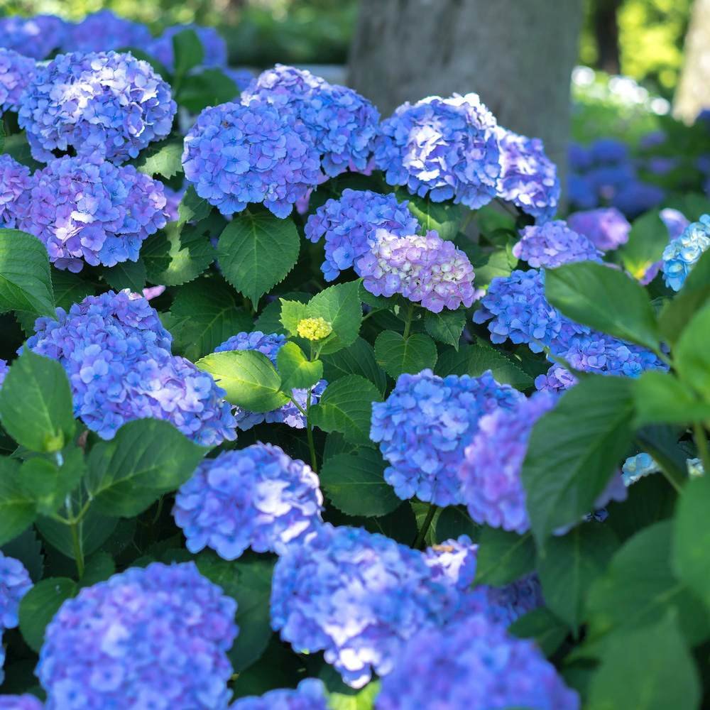 Hortensia de gradina Mathilde Gutgers, cu flori albastre-violet - VERDENA-livrat in ghiveci de 10 l