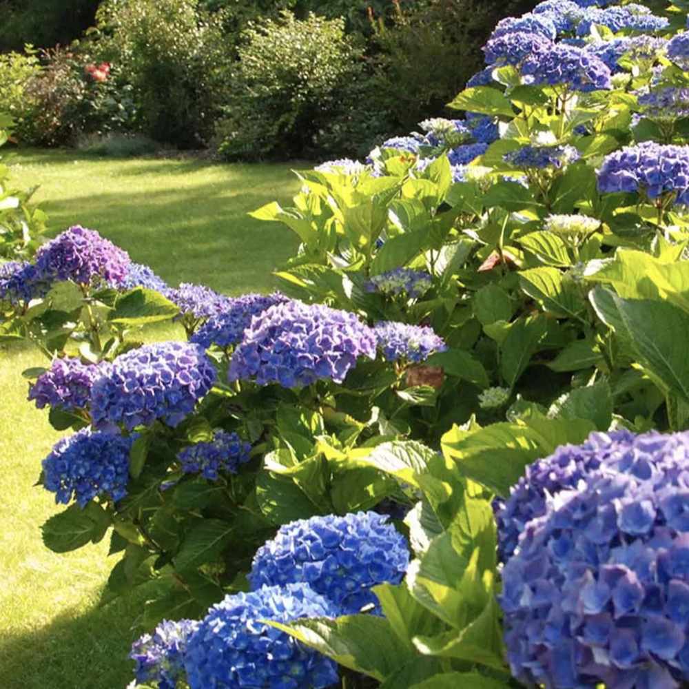 Hortensia de gradina Mathilde Gutgers, cu flori albastre-violet - VERDENA-livrat in ghiveci de 10 l