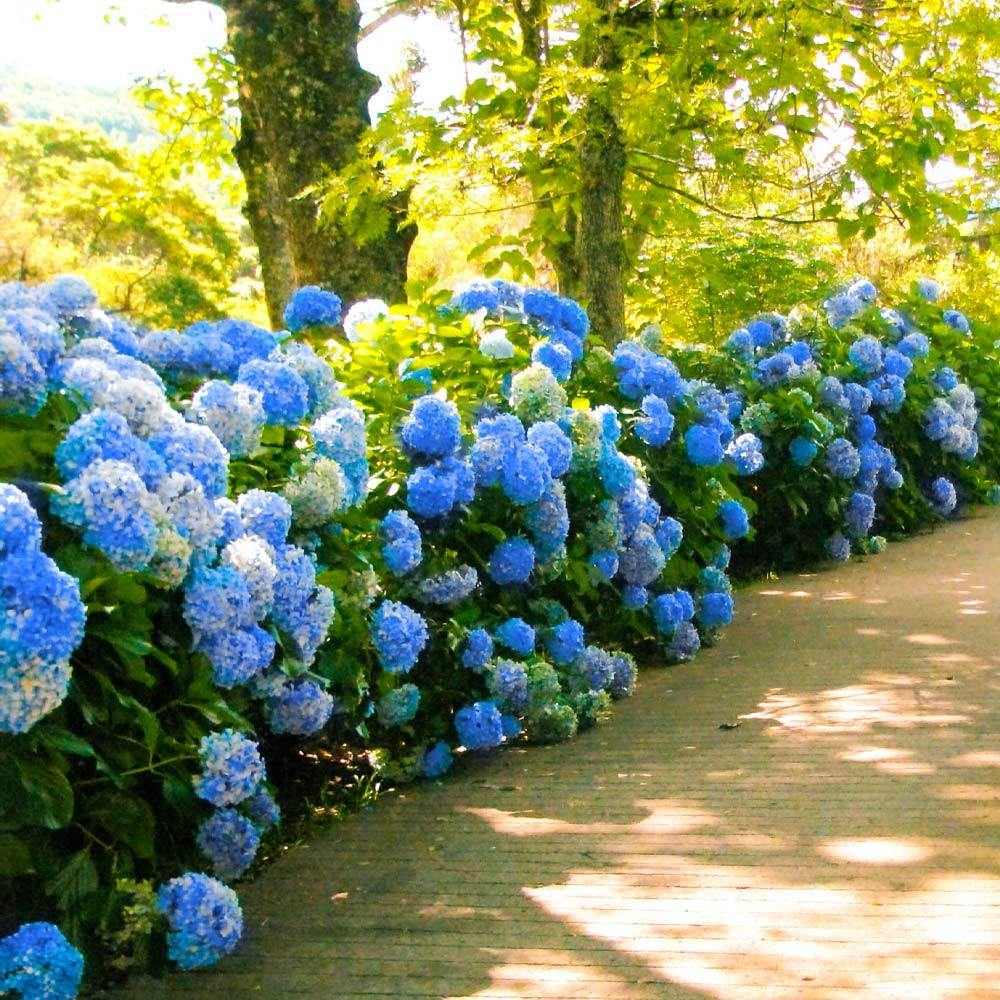 Hortensia de Gradina Nikko Blue, cu flori albastre