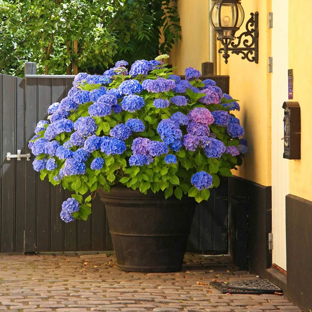 Hortensia de Gradina Nikko Blue, cu flori albastre - VERDENA-30-40 cm inaltime, livrat in ghiveci de 3 l