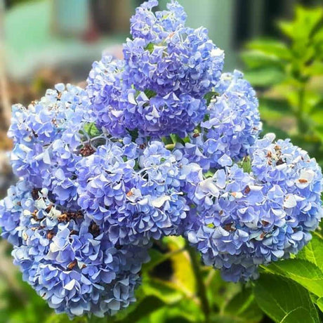Градинска хортензия Nikko Blue, със сини цветове