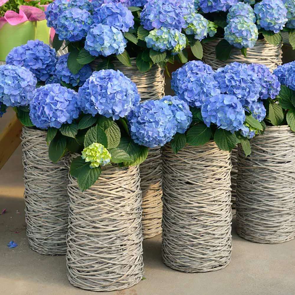 Hortensia de Gradina Nikko Blue, cu flori albastre