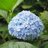 Hortensia de Gradina Nikko Blue, cu flori albastre