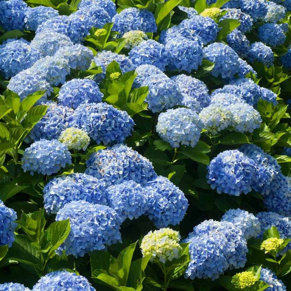 Hortensia de Gradina Nikko Blue, cu flori albastre