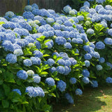 Hortensia de Gradina Nikko Blue, cu flori albastre