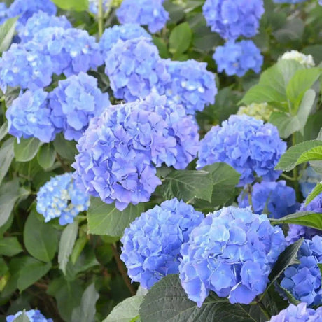 Hortensia de Gradina Renate Steiniger, cu flori albastre - mov - VERDENA - 25 - 30 cm inaltime, ghiveci de 3.5 l