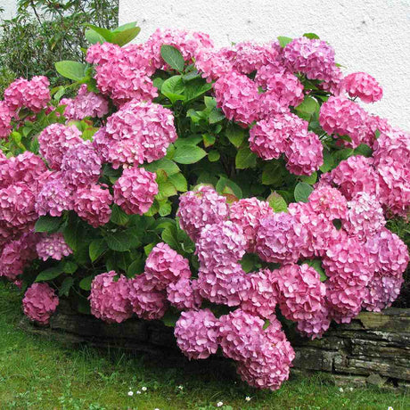 Hortensia de Gradina Schoene Bautznerin, cu flori roz-rosu deschis